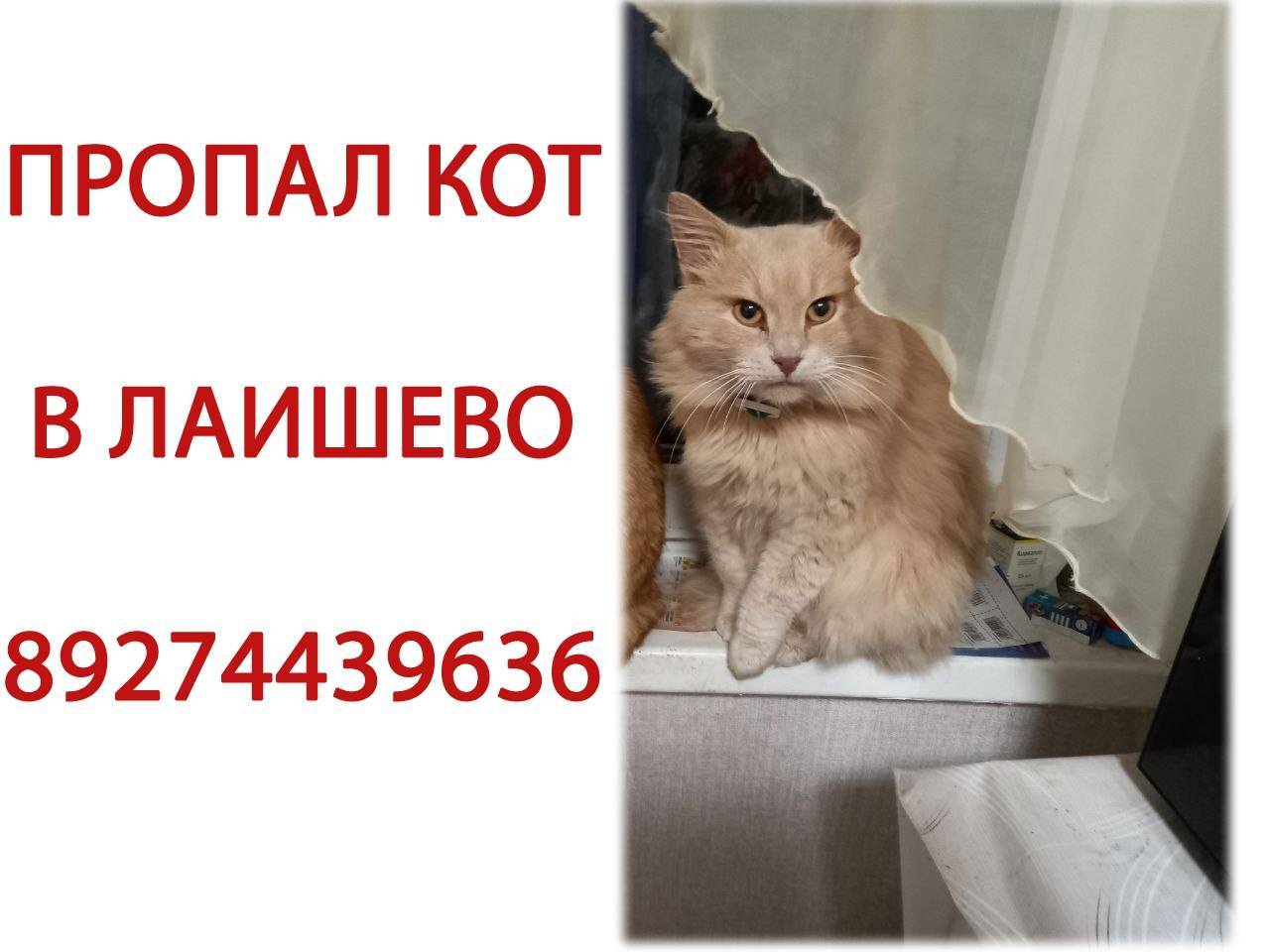 Пропал кот в Лаишево Зовут мар...
