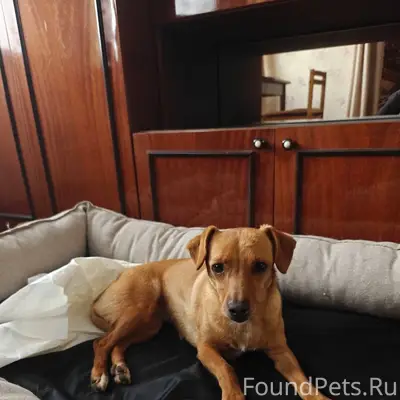 Джанкой Пропала собака Кличка ...