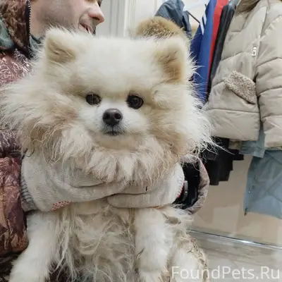 Добрый день! Нашли собаку на Я...