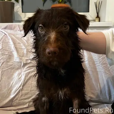 ‼️Найдена собака ‼️ Мальчик, щ...