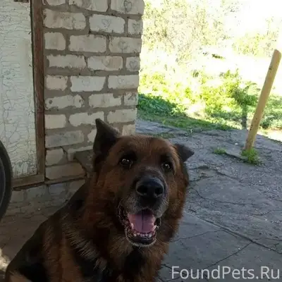 Пропала собака, немецкой пород...