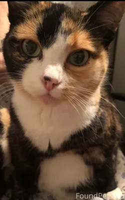 Пропала кошка в районе фрицгор...