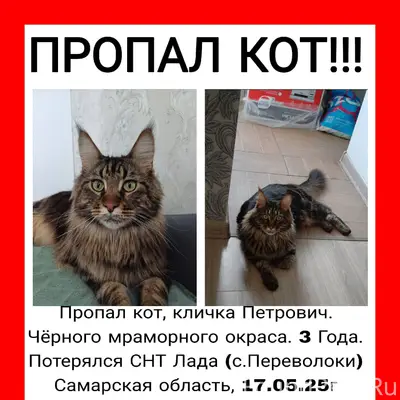Пропал кот, кличка Петрович. Ч...