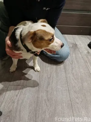 Кто потерял собаку? Целый день...