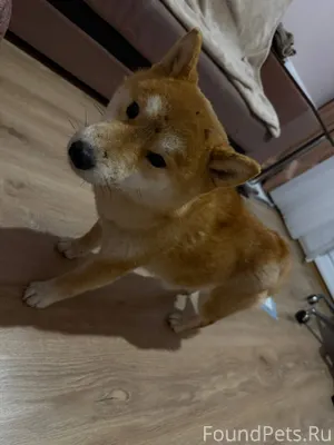 Найдена собака в районе ПЗСП. ...