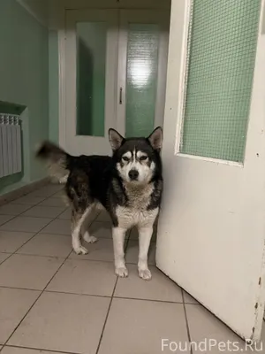 Видели собаку хаски (или метис...