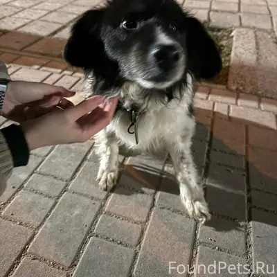 Район Семь ветров бегает собак...