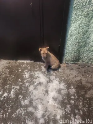 На Воронова бегает щенок,скули...