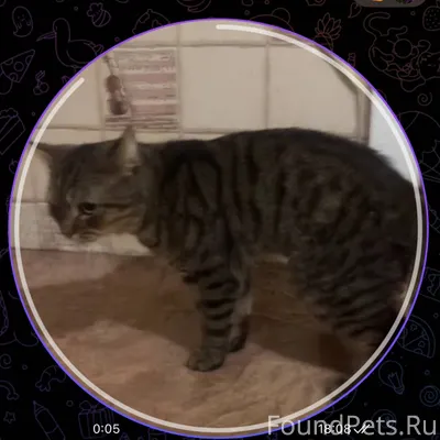 Пропал кот по кличке Тимофей (...