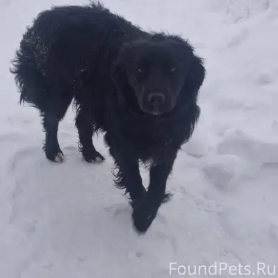 Здравствуйте!собака, с ошейник...