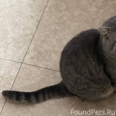 Пропал кот по кличке Коржик. П...