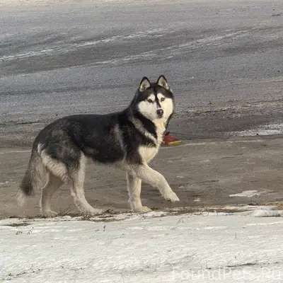 Возле ОАО «БрестХлебоПродукт» ...