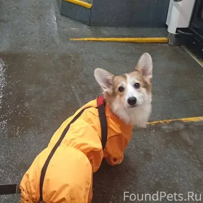 ПРОПАЛА СОБАКА ЩЕНОК КОРГИ БУСИНКА. ТЕРРИТОРИАЛЬНО МАРШРУТ ТРАМВАЯ Т1 М.ТУЛЬСКАЯ - Б-Р РОКОССОВСКОГО