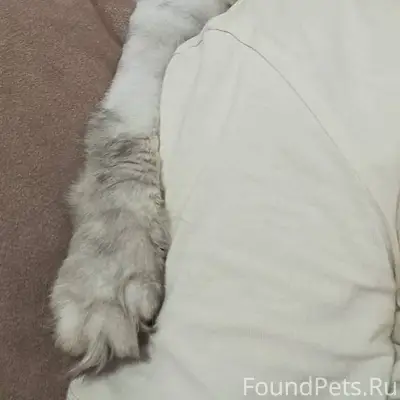 Добрый вечер. Пропал кот по кл...