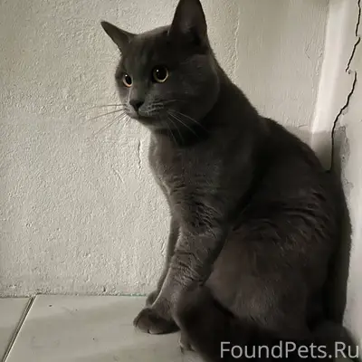 ИЩЕМ ХОЗЯЕВ!🙏 6 января с...