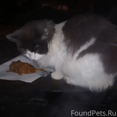 #найденыши_кошки_пв Автор [id2...