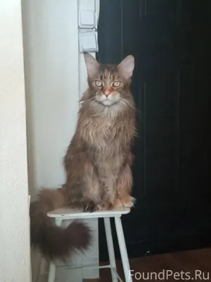 Мы чуть не потеряли нашу кошку...