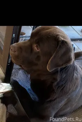Потерялся взрослый Лабрадор шо...
