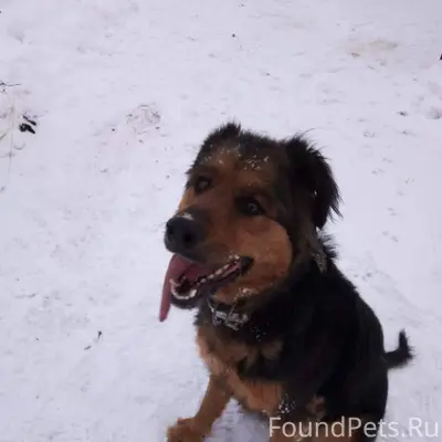 Внимание! Пропала собака дер. ...