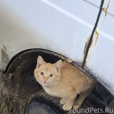 В районе ДОЦ пропал рыжий кот....