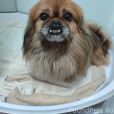 Пропал пекинес,кличка Чип.Райо...