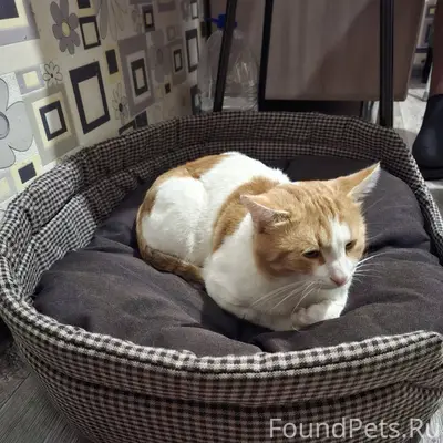 Пропал кот если кто то видел.....