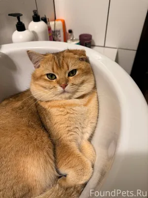 Пропал кот! Помогите вернуть! ...