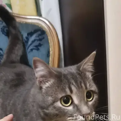 Найден кот в воскресенье в гор...