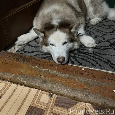 НАЙДЕНА СОБАКА! (Томилино, ул....