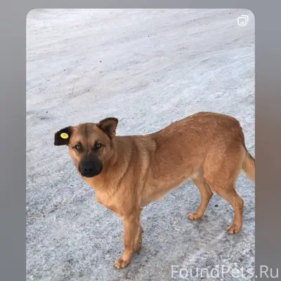 Друзья, пропала собака со свое...