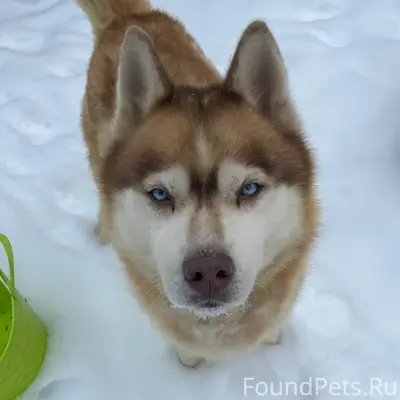 Найдена собака в районе Патруш...
