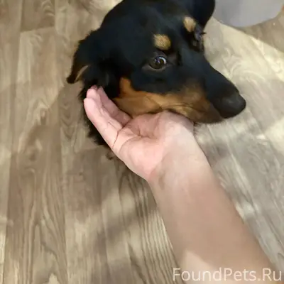 Нашли собаку в районе ул.Некра...