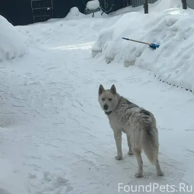 Найдена собака, окрас белый с ...