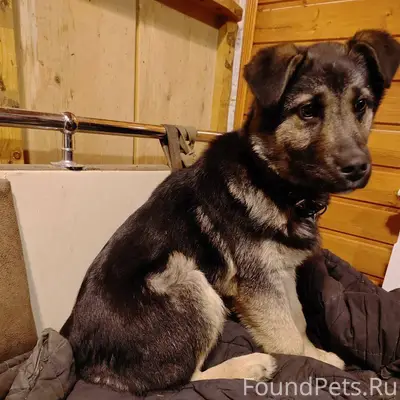 Найден щенок с ошейником в Щел...