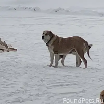 Кто потерял собаку лобрадор, в...