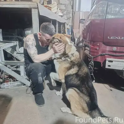 РОЗЫСК СОБАКИ❗❗ Мурманск. Кобе...