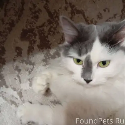Найдена пушистая кошка, окрас ...