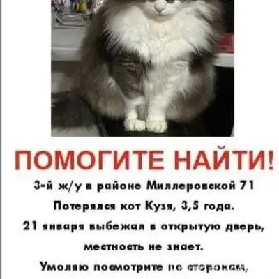 ПРОПАЛ КОТ!!! Г. Саратов, возм...