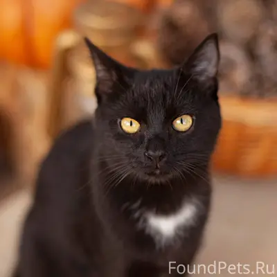 Уважаемые жители города Евпато...