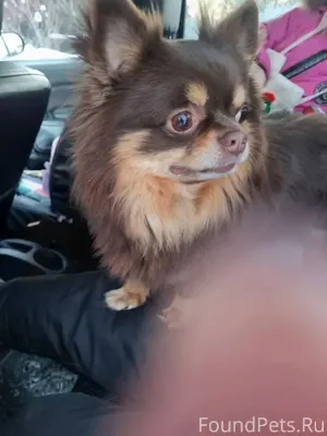 Найдена собака у ГАИ Тел для.....