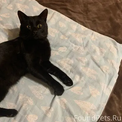 ‼️Глубокое! Пропал кот — район...