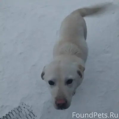 Найдена собака ( лабрадор) в п...