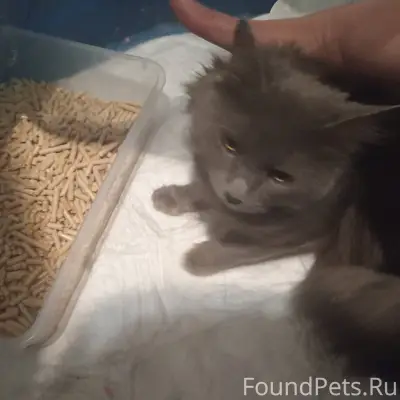 Найден кот (или кошка), забежа...