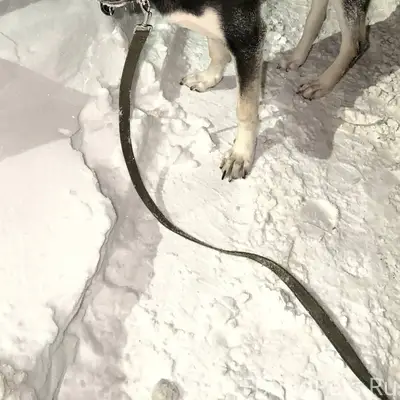 Найдена собака в районе Орджон...