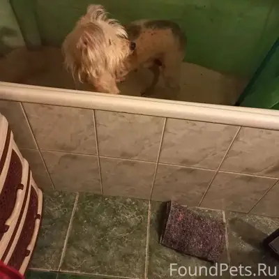 Мичуринск Срочно найдена собак...