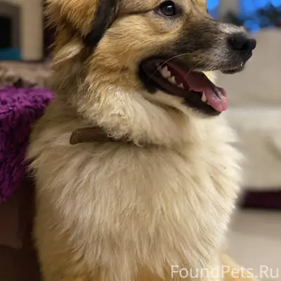 П.Заокский, Тульская область. ...