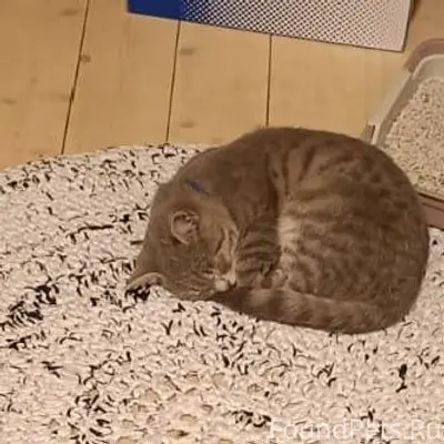 Пропал 4 дня назад кот с...