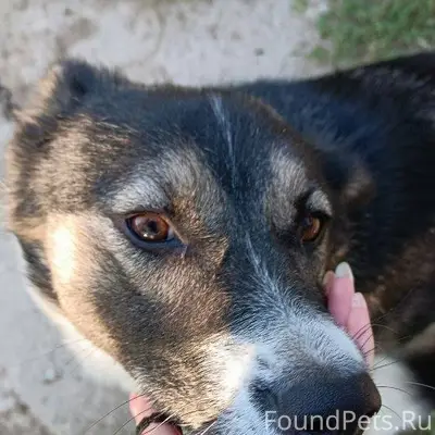 ‼️пропала собака‼️ 07.02, райо...