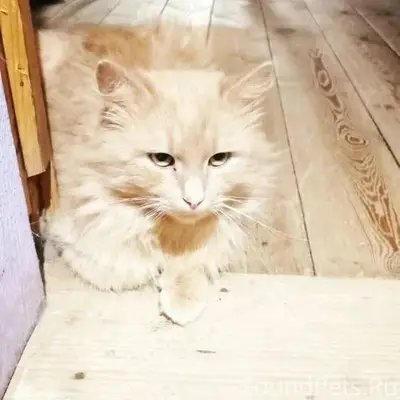 Найден кот. Видно что домашний...