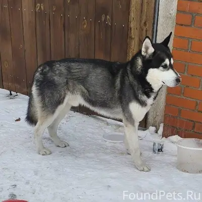 КТО ПОТЕРЯЛ СОБАКУ? 11 февраля...